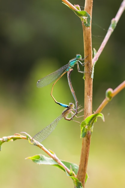 O acasalamento de libélulas azuis no galho na natureza. macro fotografia com profundidade de campo rasa