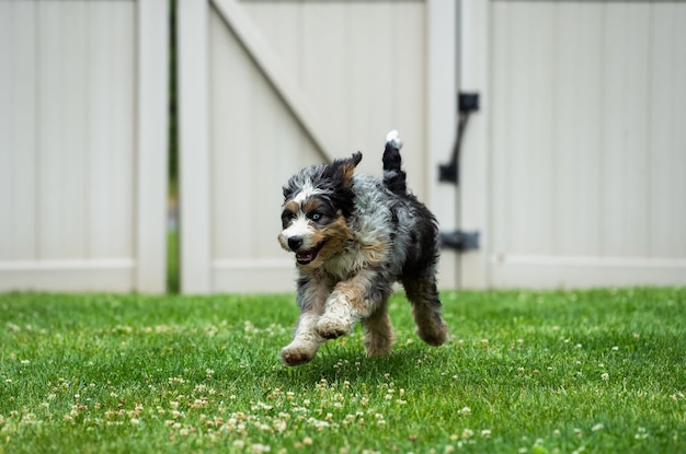 Foto o adorável cão bernedoodle é visto correndo alegremente em uma área de grama ao ar livre, ao lado de uma cerca fechada