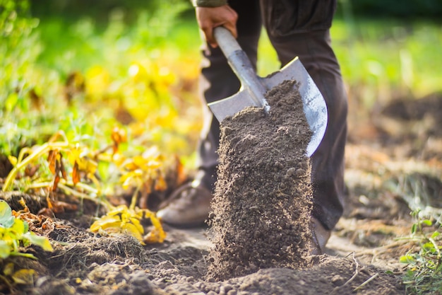 O agricultor cava o solo na horta Preparando o solo para plantar vegetais Conceito de jardinagem Trabalho agrícola na plantação