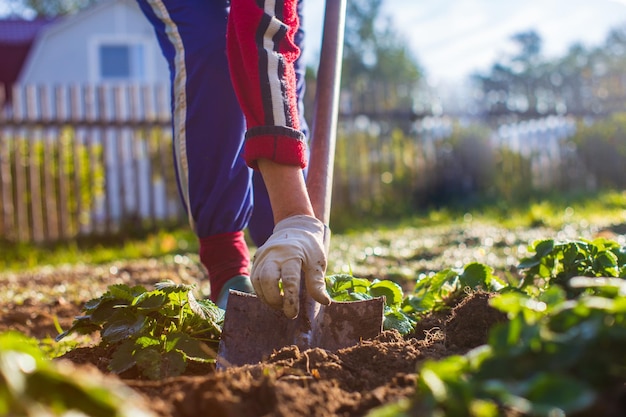 O agricultor cava o solo na horta preparando o solo para plantar vegetais conceito de jardinagem trabalho agrícola na plantação