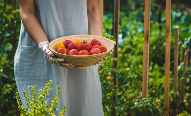 O agricultor colhe tomates no jardim Foco seletivo