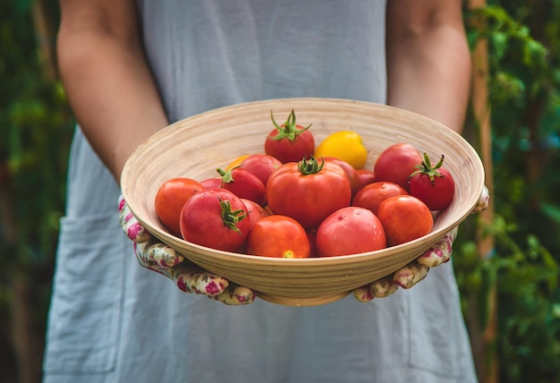 O agricultor colhe tomates no jardim foco seletivo