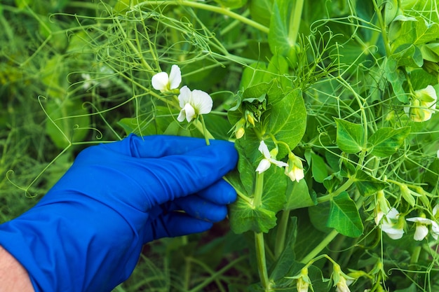 O agricultor controla a doença ou pragas das ervilhas durante o período de floração no verão