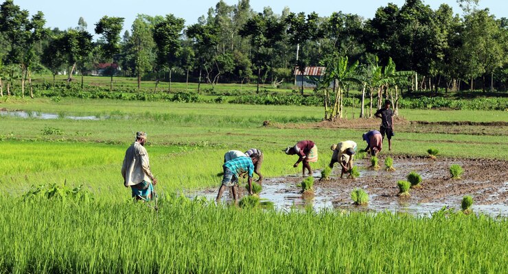 O agricultor da aldeia está plantando sementes de arroz no campo.