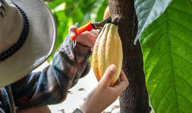 O agricultor de cacau usa tesouras de poda para cortar as vagens de cacau ou o cacau amarelo maduro do cacaueiro