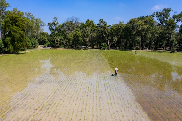 O agricultor dirige a máquina para destruir ervas daninhas e grama no campo de arroz e o disco cultiva ou afrouxa o solo para apoiar a raiz dos arrozes