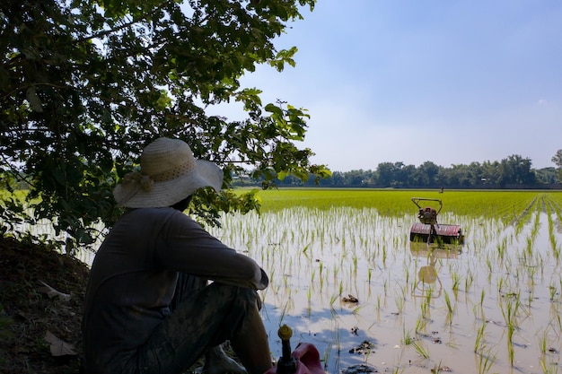 Foto o agricultor dirige a máquina para destruir ervas daninhas e grama no campo de arroz e o disco cultiva ou afrouxa o solo para apoiar a raiz dos arrozes