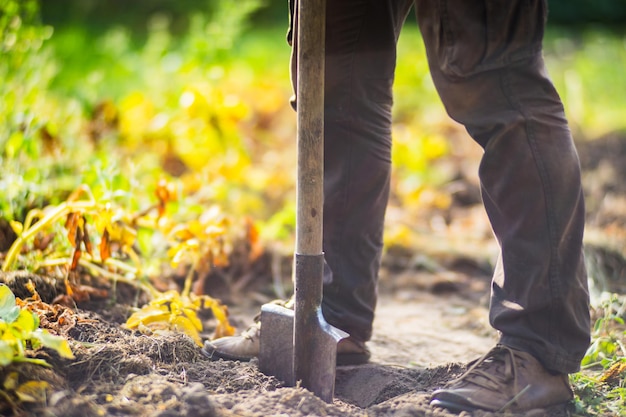 O agricultor fica com uma pá no jardim Preparando o solo para plantar vegetais Conceito de jardinagem Trabalho agrícola na plantação