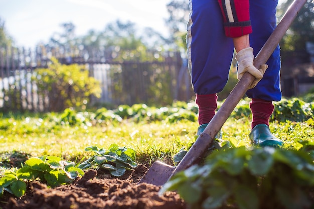 Foto o agricultor fica com uma pá no jardim preparando o solo para plantar vegetais conceito de jardinagem trabalho agrícola na plantação