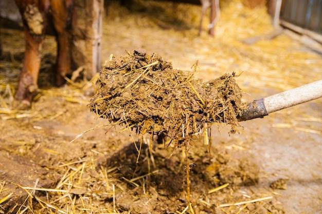 O agricultor limpa o estábulo da vaca e recolhe estrume e palha velha Adubo natural futuro composto