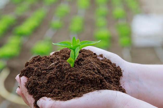 O agricultor segura o solo com mudas de pimenta nas mãos.