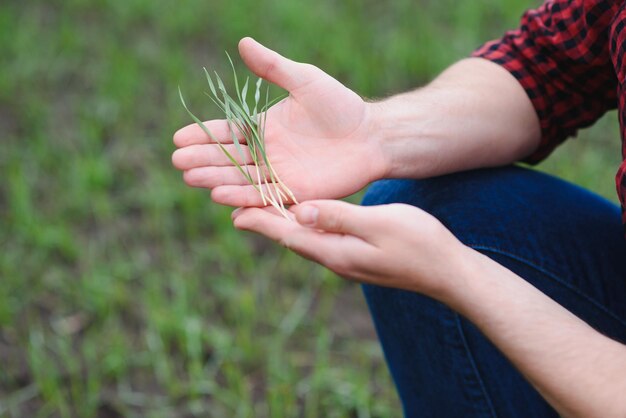 O agricultor segura uma colheita do solo e brotos de trigo verde jovem em suas mãos, verificando a qualidade da nova colheita análise agrônoma do progresso do novo crescimento da semeadura conceito de saúde agrícola