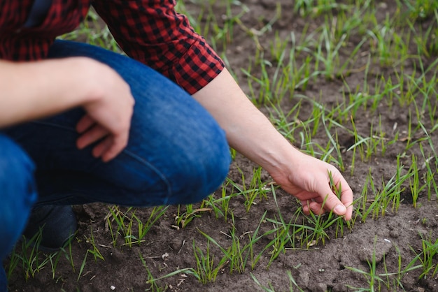 O agricultor segura uma colheita do solo e brotos de trigo verde jovem em suas mãos, verificando a qualidade da nova colheita Análise agrônoma do progresso do novo crescimento da semeadura Conceito de saúde agrícola