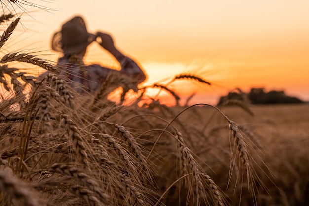 O agricultor verifica a colheita de trigo o conceito de uma rica colheita em um campo agrícola