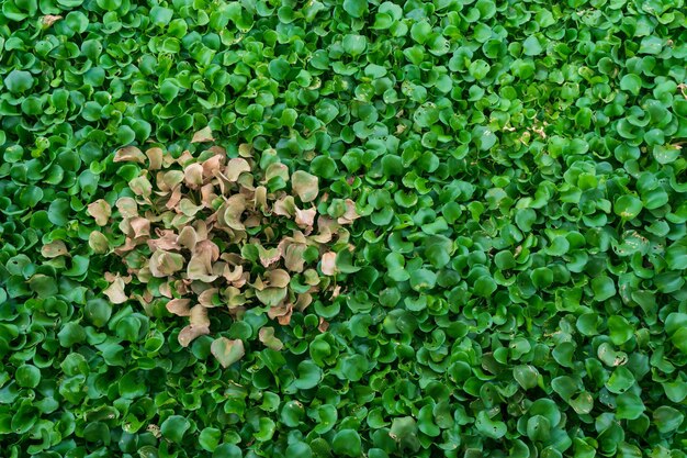 O aguapé é uma planta hidrofítica que flutua livremente em ecossistemas de água doce