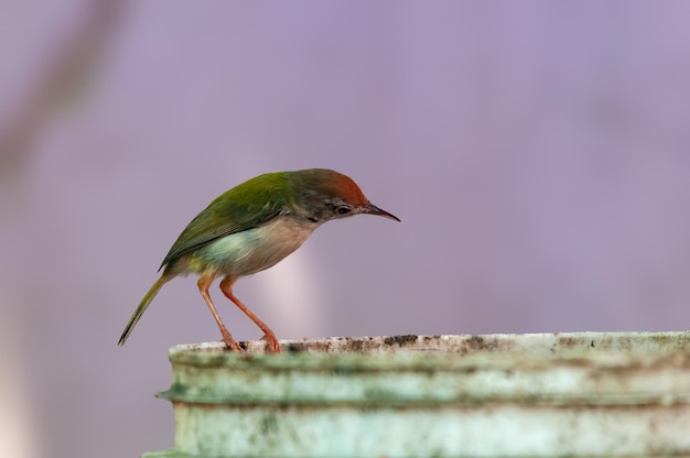 Foto o alfaiate comum está sentado em um balde