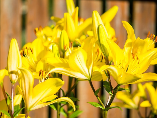 O amanhecer floresce lírios amarelos no jardim