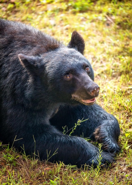 Foto o amigável urso castanho deitado na grama