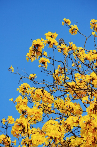 O anão da flor Trumpe dourado floresce com céu azul.