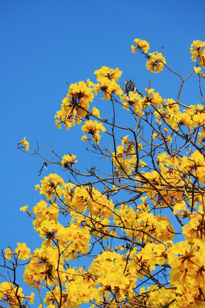 O anão da flor trumpe dourado floresce com céu azul.