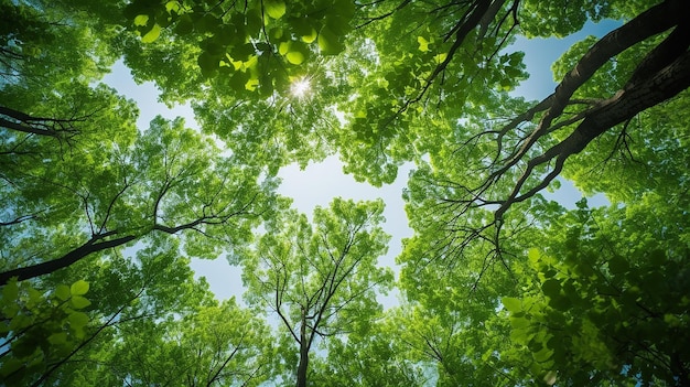 O ângulo do dossel da natureza olhando para o verde das árvores