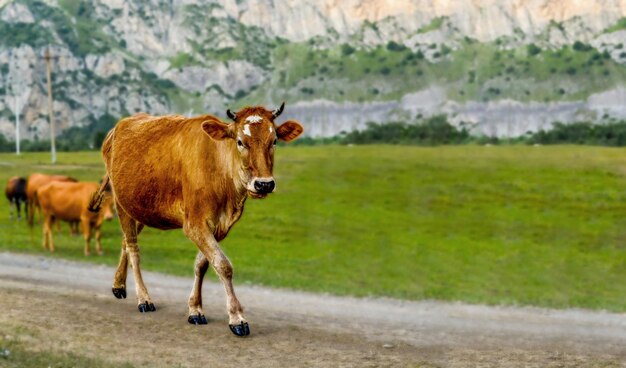 O animal está em foco, mas o fundo não é uma bela imagem de uma vaca jovem