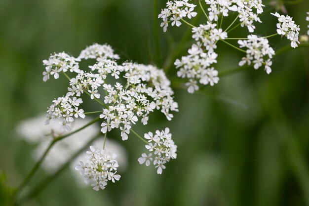 O anthriscus sylvestris branco cresce no prado de verão a salsa de vaca cresce na borda de um prado de feno de perto