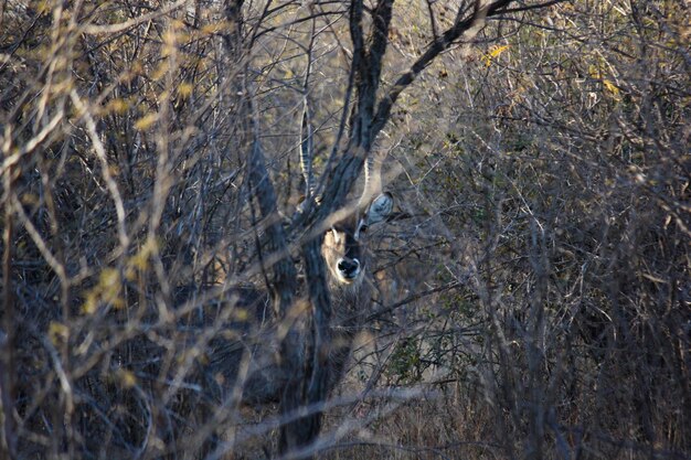 Foto o antílope-de-água assustado no mato africano kobus ellipsiprymnus