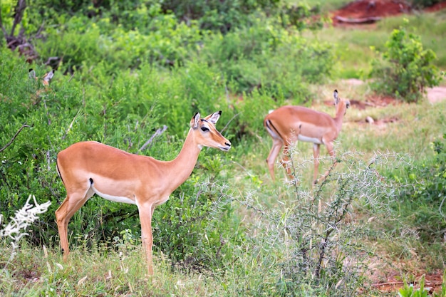 O antílope está entre as plantas na savana