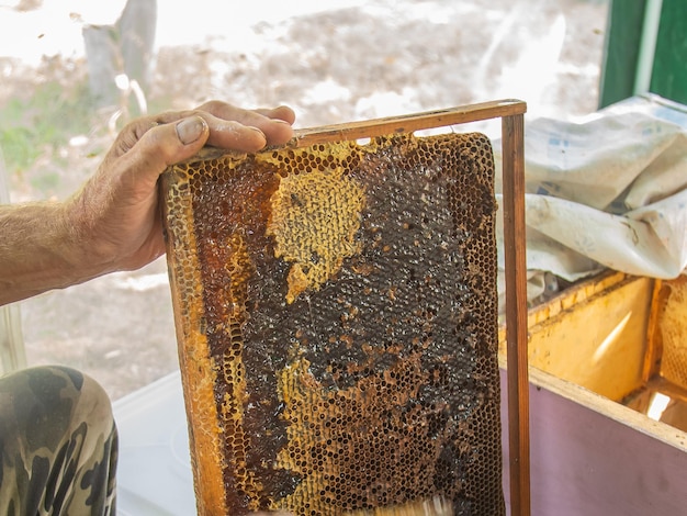 O apicultor corta a cera da produção de mel fresco e ferramenta para extração de mel fresco