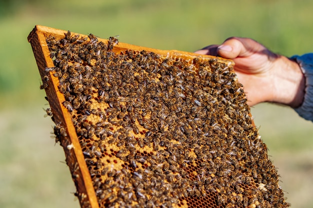 O apicultor detém uma célula de mel com abelhas nas mãos. Apicultura. Apiário