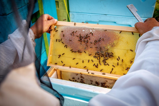 O apicultor no apiário verifica as colmeias e cuida das abelhas Produção de mel em um apiário