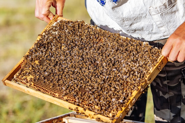 O apicultor segurando um favo de mel com abelhas.