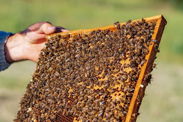 O apicultor tem uma célula de mel com abelhas nas mãos Apicultura Apiário