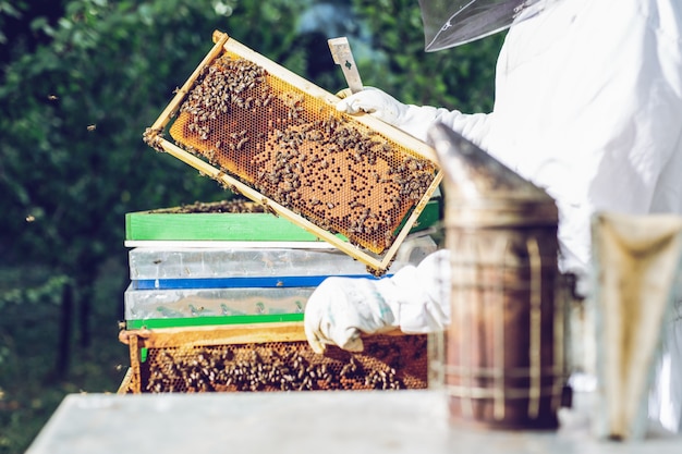O apicultor tem uma célula de mel com abelhas nas mãos.