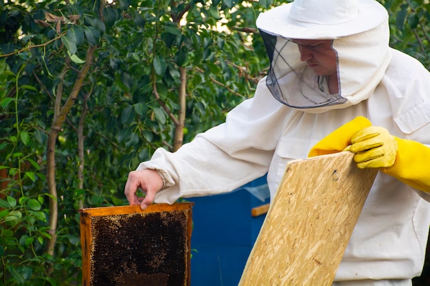 O apicultor trabalha para coletar mel. O conceito de apicultura