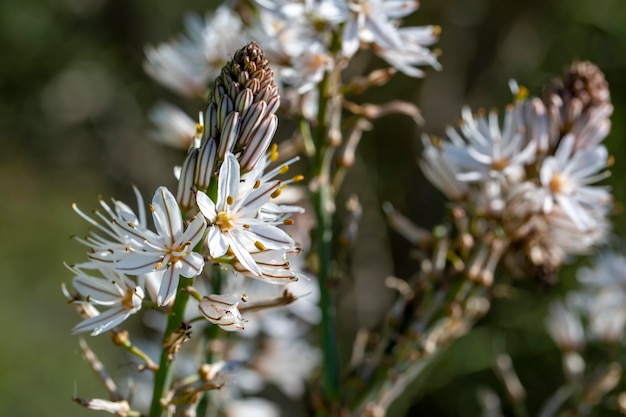 O arauto da primavera; Asphodelus aestivus