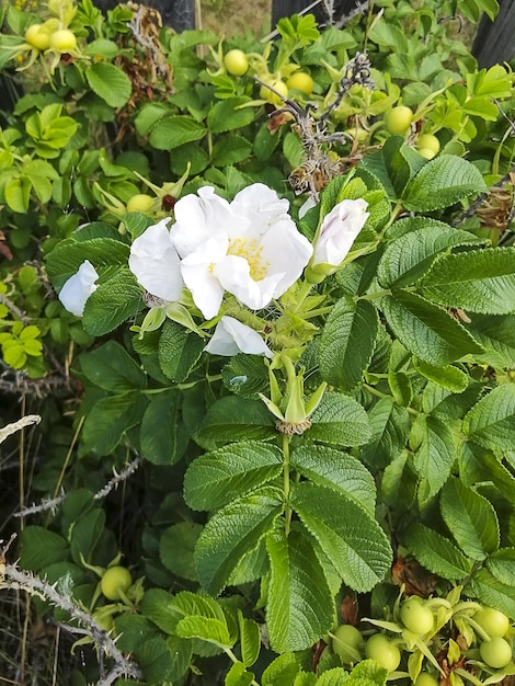 O arbusto de rosa mosqueta está florescendo Fruto de roseira Lindas flores brancas Planta medicinal