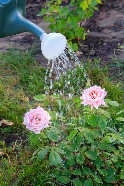O arbusto de rosas é regado com água de um regador de plástico no jardim