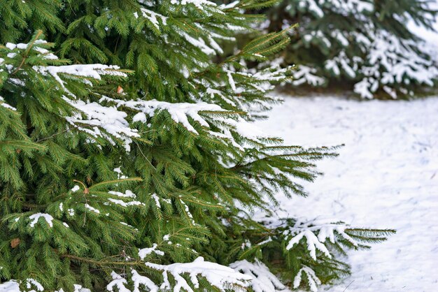 O arbusto verde de um close up de abeto está coberto de neve branca