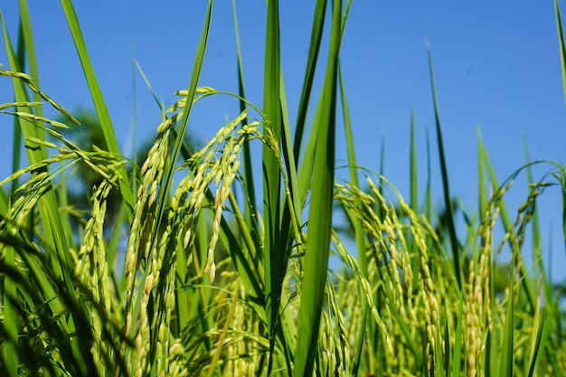 O arroz bonito está crescendo no campo com o céu azul.