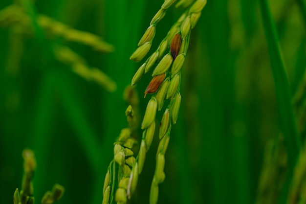 O arroz que está para ser colhido