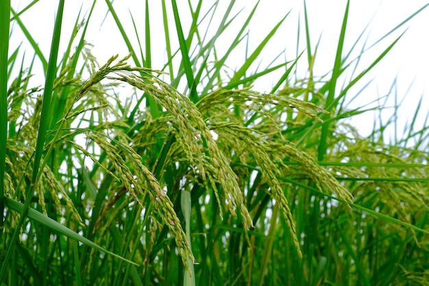 O arroz que está para ser colhido