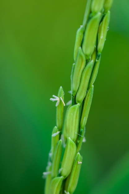 Foto o arroz que floresce na haste de arroz. campo de arroz.