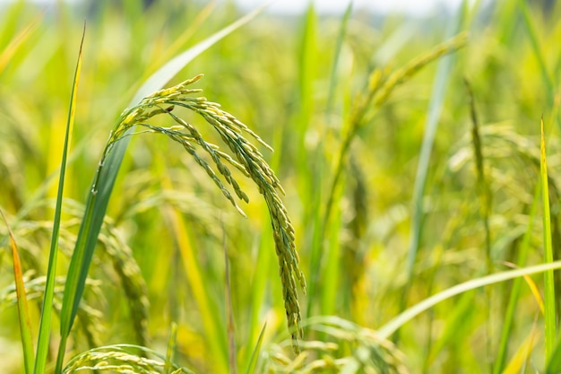 O arroz verde e as sementes são verdes-claros nos arrozais.
