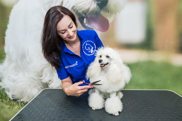 O arrumador corta o caniche branco com uma tesoura.