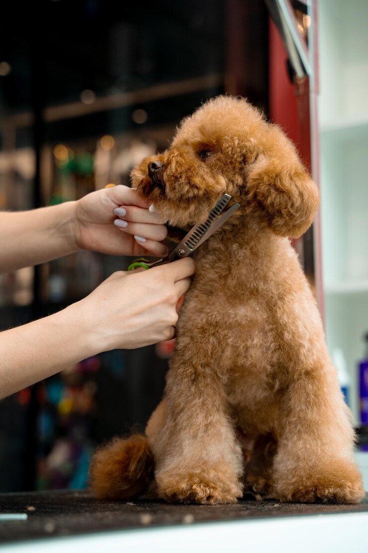 Foto o arrumador está fazendo corte de higiene para o maltipoo fofo para manter o animal limpo e saudável usando tesouras de arrumamento para cortar o cabelo do cão ao redor do nariz, olhos e orelhas do animal de estimação