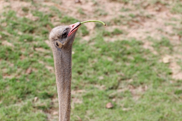 O avestruz comer vegetais no jardim