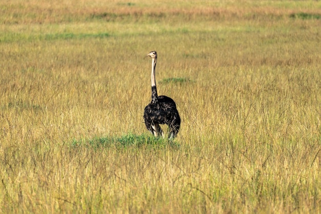 Foto o avestruz de pé na savana africana em fundo de grama alta, no quênia