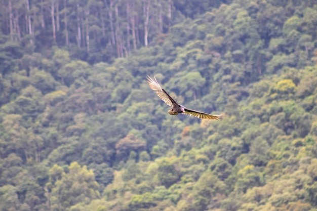 O avestruz voando na Serra da Mantiqueira, em São Paulo